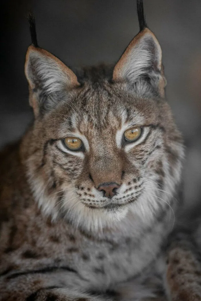 I Photograph Wild Animals, Here Are 36 Of My Favorite Ones