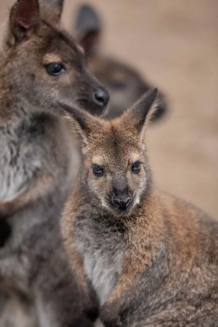 I Photograph Wild Animals, Here Are 36 Of My Favorite Ones