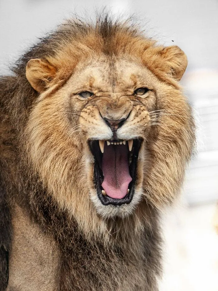 I Photograph Wild Animals, Here Are 36 Of My Favorite Ones