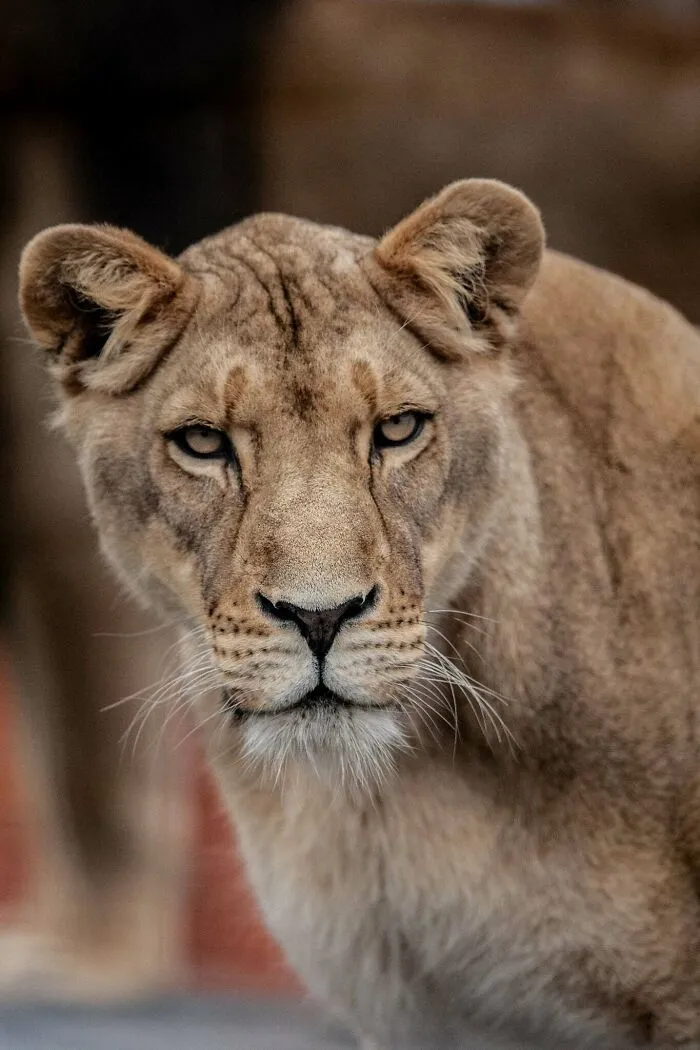 I Photograph Wild Animals, Here Are 36 Of My Favorite Ones