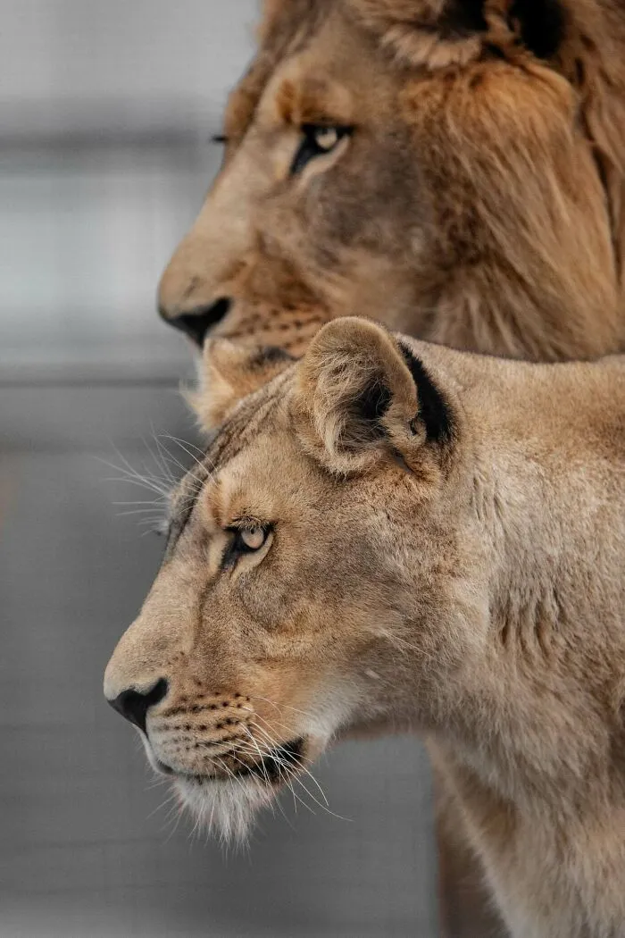 I Photograph Wild Animals, Here Are 36 Of My Favorite Ones