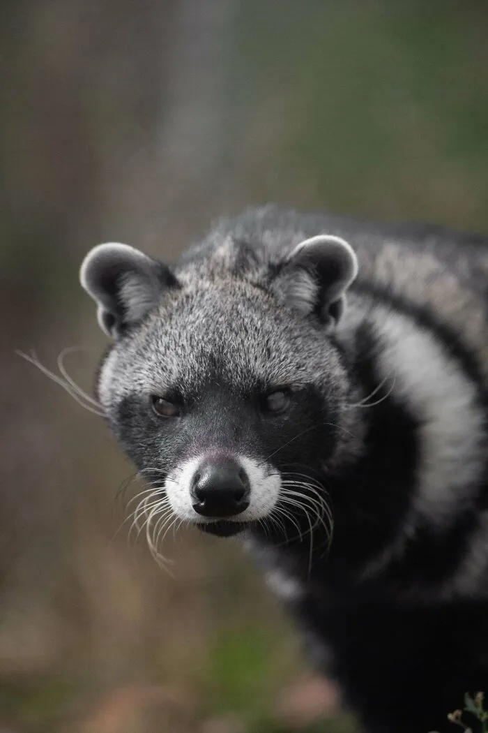 I Photograph Wild Animals, Here Are 36 Of My Favorite Ones