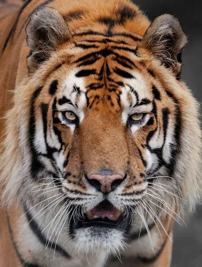 I Photograph Wild Animals, Here Are 36 Of My Favorite Ones