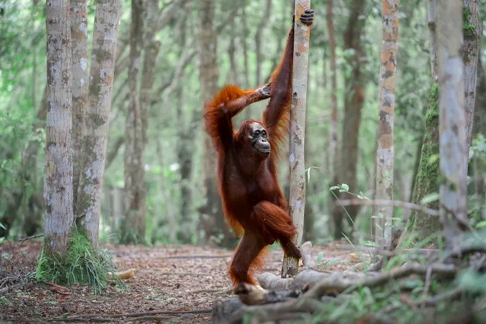 Michael Stavrakakis, "Paint Me Like One Of Your Forest Girls"