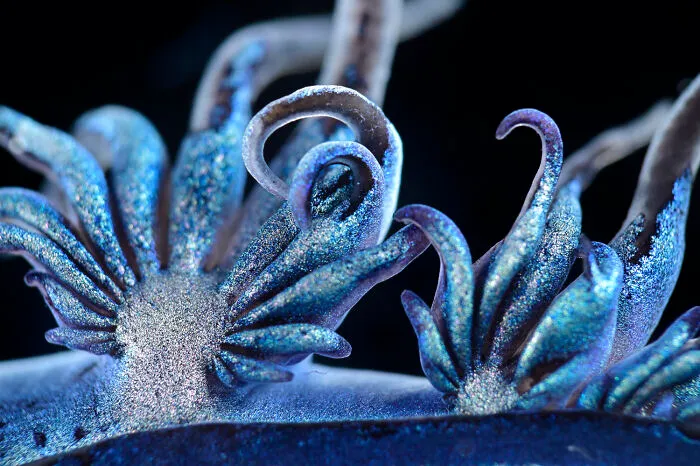 Close-up microscopic image showcasing intricate blue and purple details from the 2025 Nikon Small World photomicrography contest.