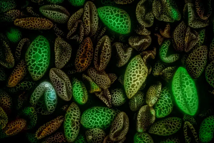 Microscopic image of patterned seeds with green and brown hues, showcasing detail from the 2025 Nikon Small World photomicrography contest.