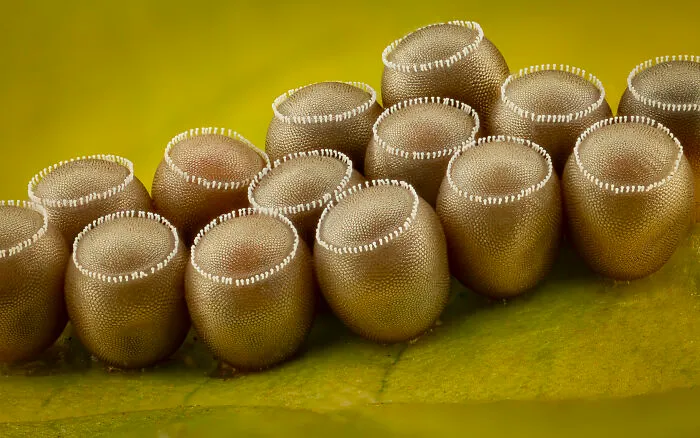 Close-up microscopic image of insect eggs captured in the 2025 Nikon Small World photomicrography contest.