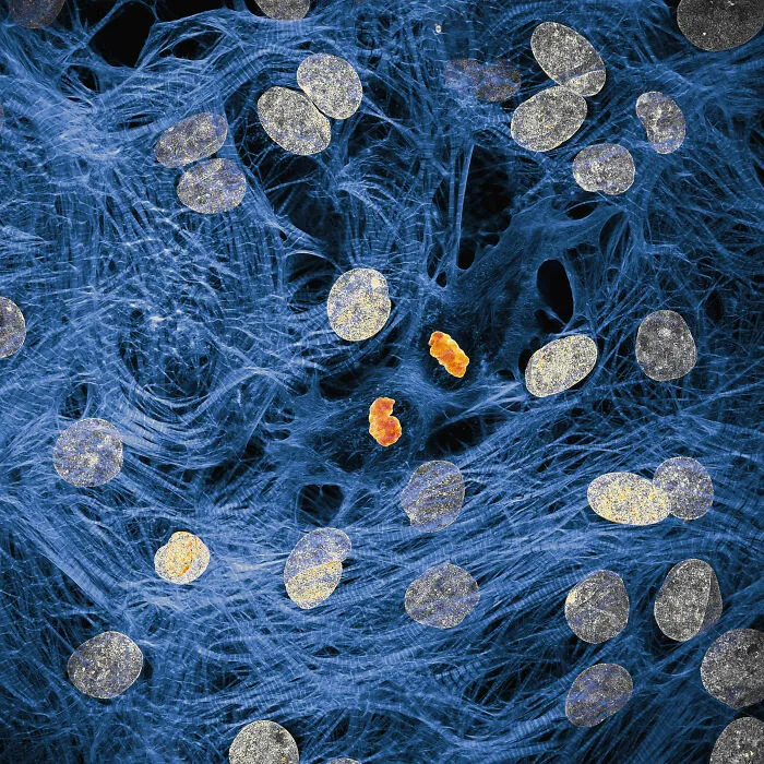 Microscopic image showing cellular structures and fibers captured in the 2025 Nikon Small World photomicrography contest.