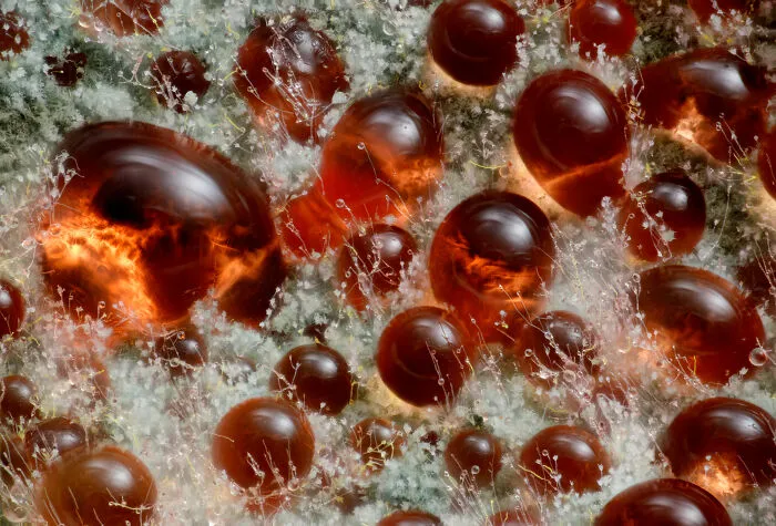 Microscopic view of amber-colored spheres with delicate filaments, showcasing intricate details from the Nikon Small World photomicrography contest.