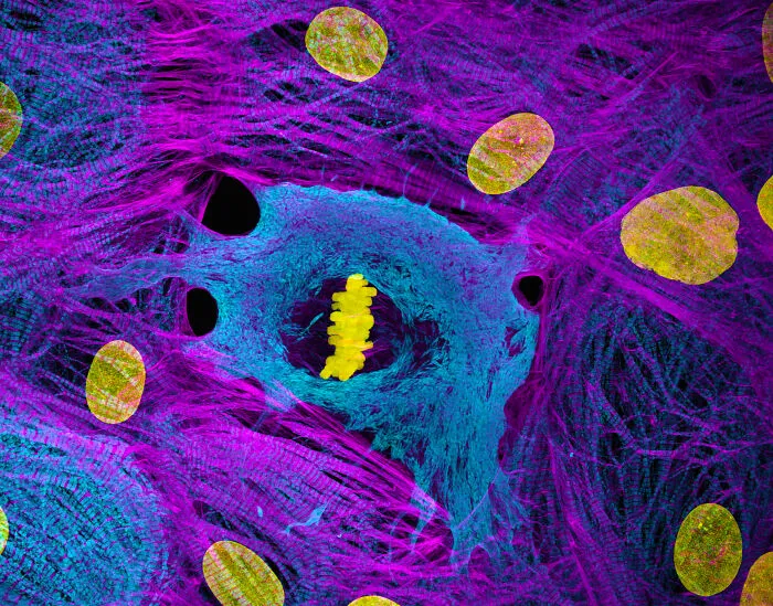 Colorful microscopic image showcasing cellular structures, part of the 2025 Nikon Small World photomicrography contest.