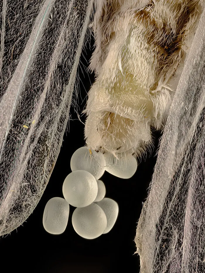Microscopic image of insect wings and eggs revealing detailed textures in Nikon Small World photomicrography contest 2025.