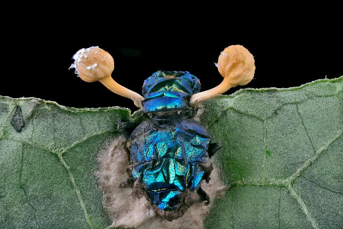Close-up microscopic image of a vibrant blue insect with fungal growth, featured in the Nikon Small World photomicrography contest.