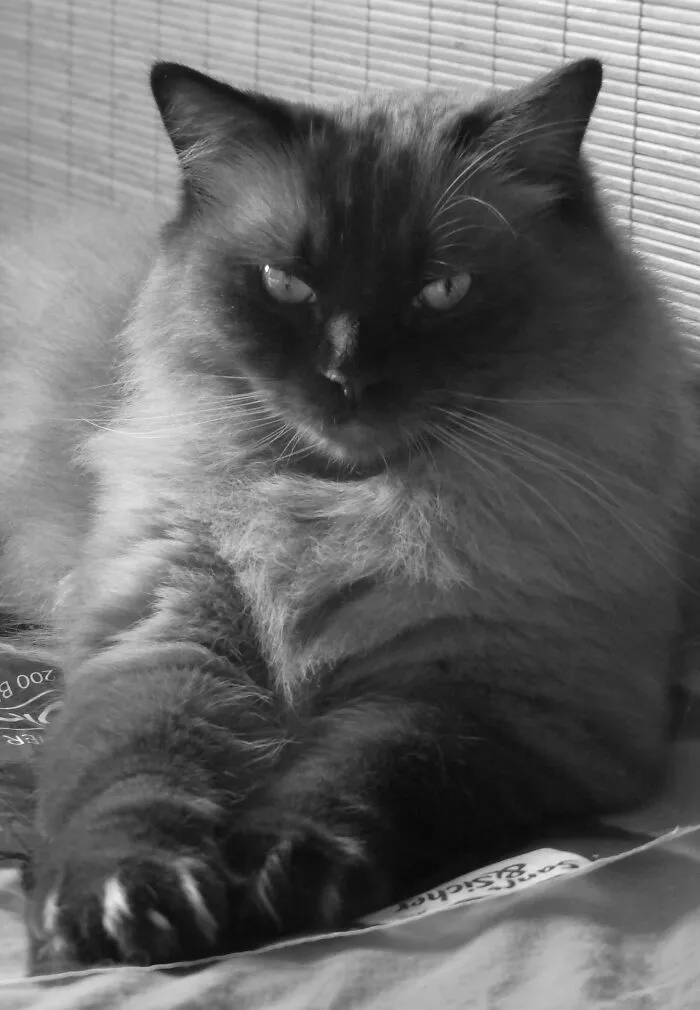 Toffee