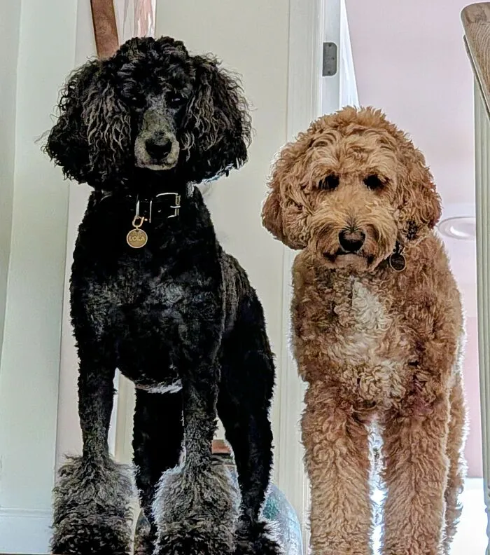 Lola And Frankie
