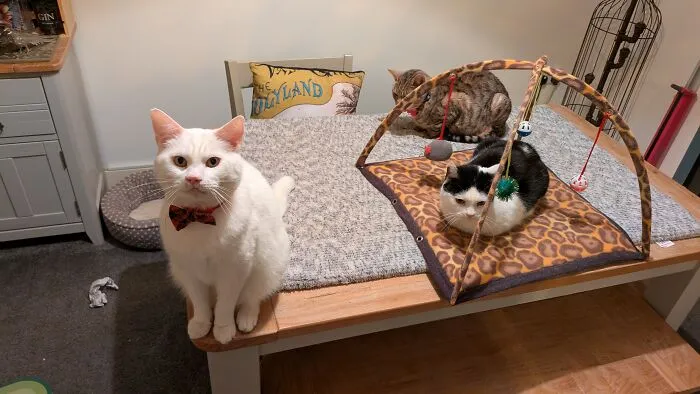 The Three Idiots