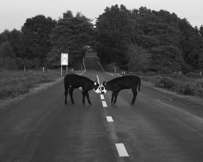 1st Place Winner "Meeting In The Middle" By Cazerella Tavs, UK