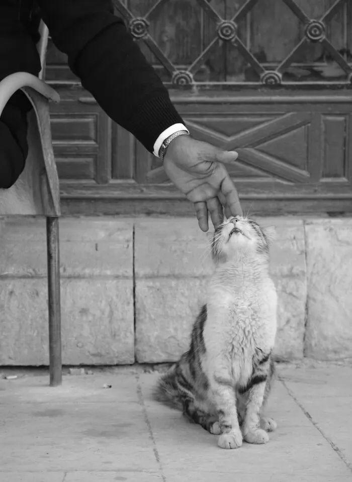 Finalist "Content Cat" By Inga Englund, Sweden 