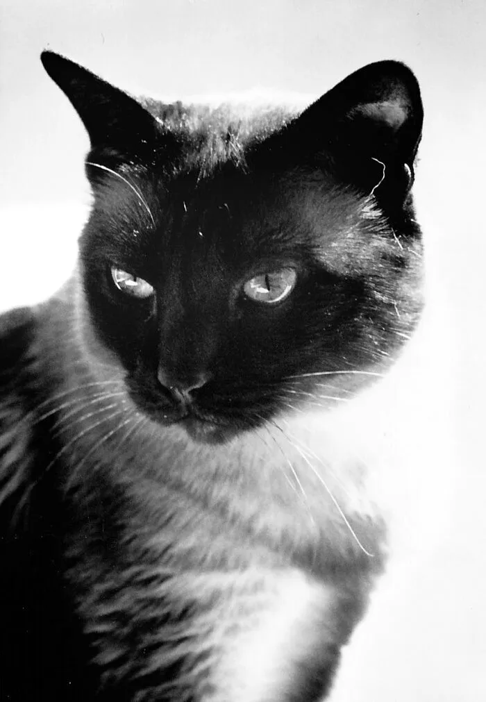 Ramses