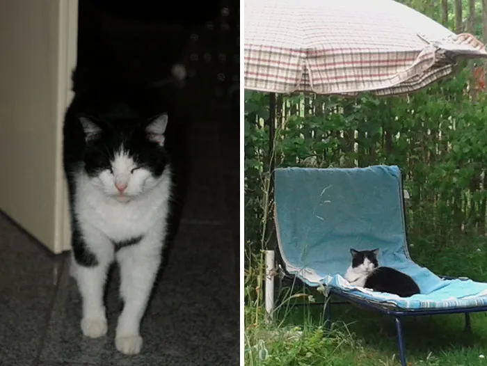 This Is My Most Beloved Cat Schnuppi