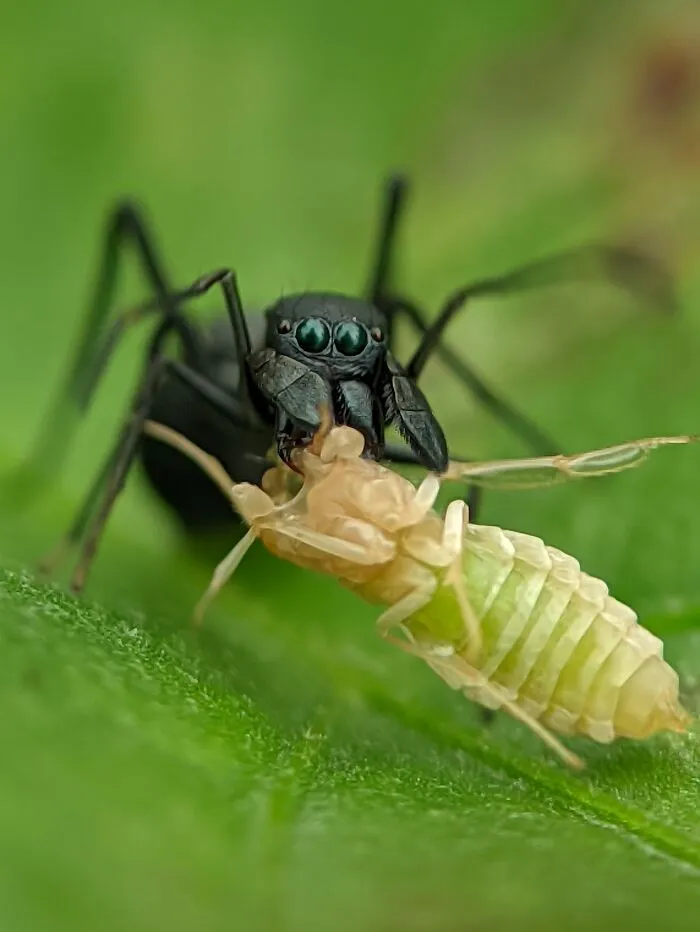 Ant Mimic Spider With Its Prey