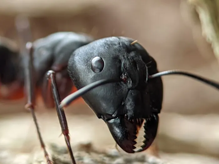 Ant Closeup