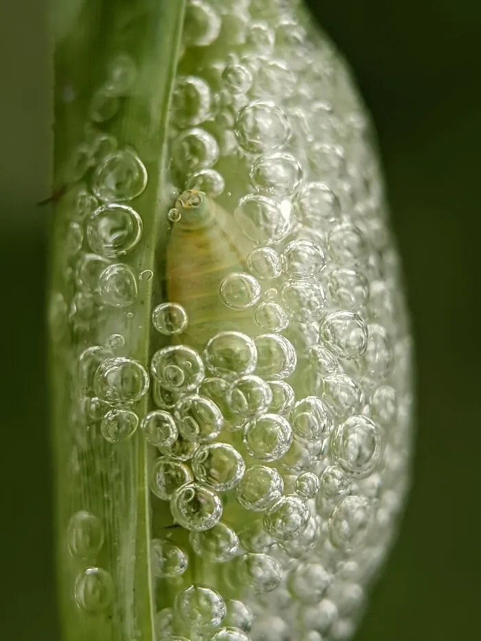 Spittle Bug