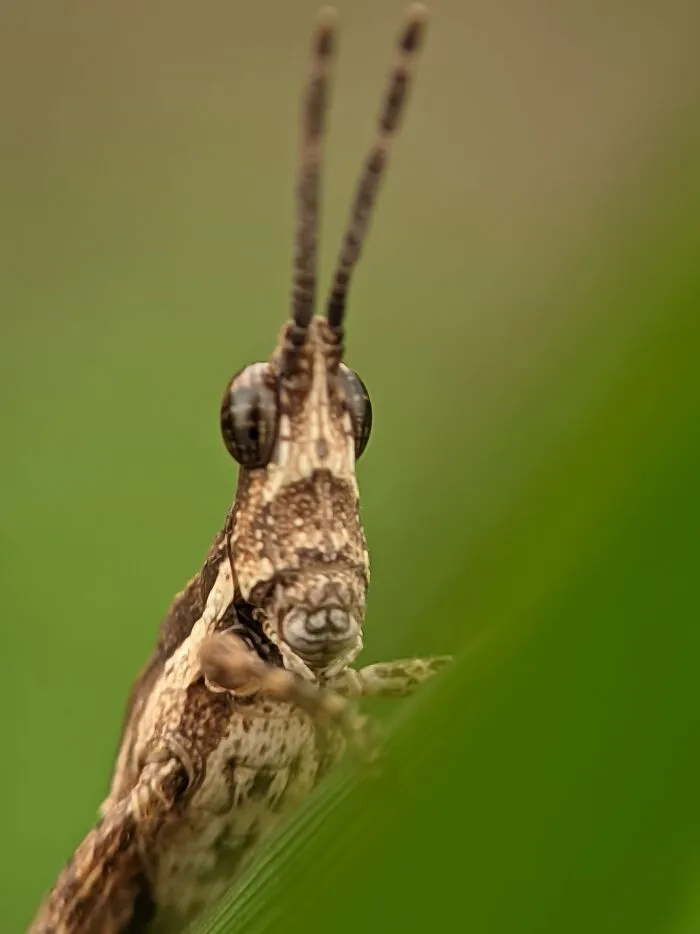Grasshopper