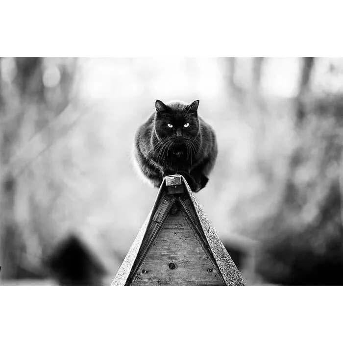 This Account Shares Some Of The Most Beautiful Wildlife Photos Ever Taken (25 Pics)