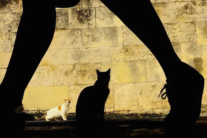 This Account Shares Some Of The Most Beautiful Wildlife Photos Ever Taken (25 Pics)