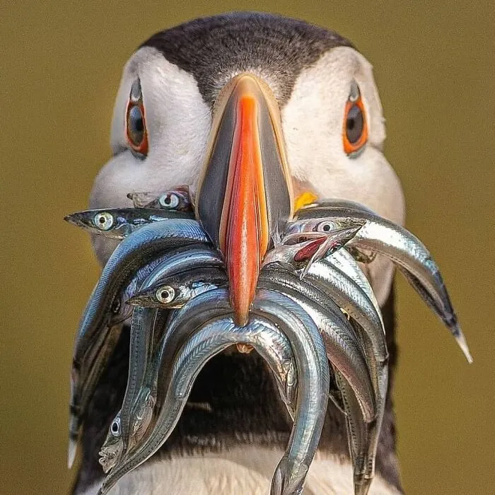 This Account Shares Some Of The Most Beautiful Wildlife Photos Ever Taken (25 Pics)