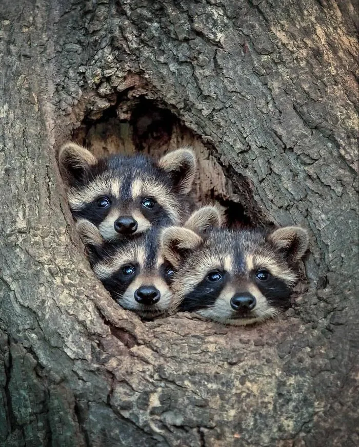 This Account Shares Some Of The Most Beautiful Wildlife Photos Ever Taken (25 Pics)