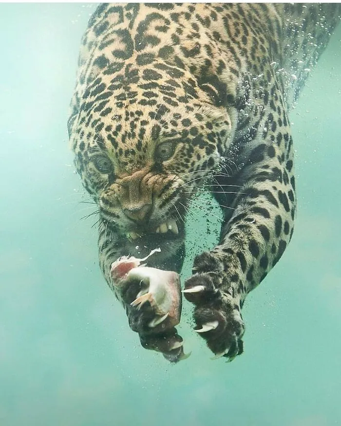 This Account Shares Some Of The Most Beautiful Wildlife Photos Ever Taken (25 Pics)