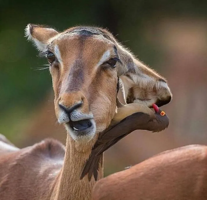 This Account Shares Some Of The Most Beautiful Wildlife Photos Ever Taken (25 Pics)