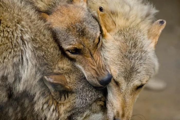 I Photograph Wild Animals, Here Are 36 Of My Favorite Ones