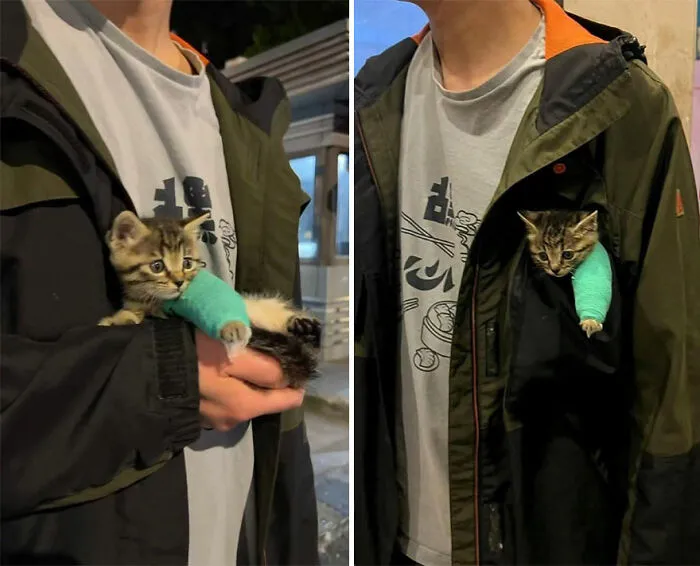 50 Of The Most Hilarious And Cute Cat-Themed ‘Important Animal Images’ To Brighten Your Day