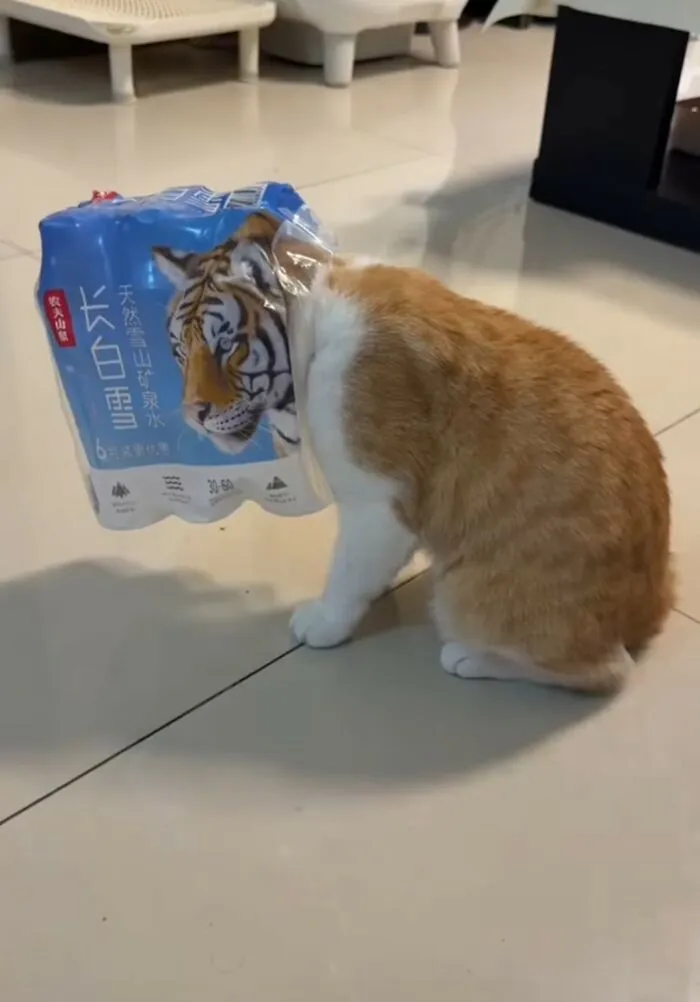 50 Of The Most Hilarious And Cute Cat-Themed ‘Important Animal Images’ To Brighten Your Day