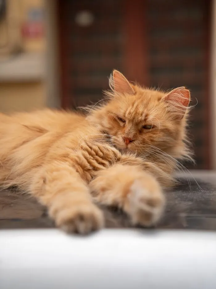 Photographer Focuses On Documenting Stray Cats In Cities; Here Are 30 Of His Latest Shots (New Pics)