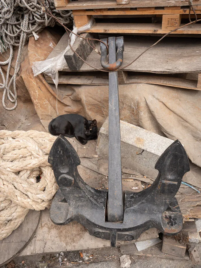 Photographer Focuses On Documenting Stray Cats In Cities; Here Are 30 Of His Latest Shots (New Pics)