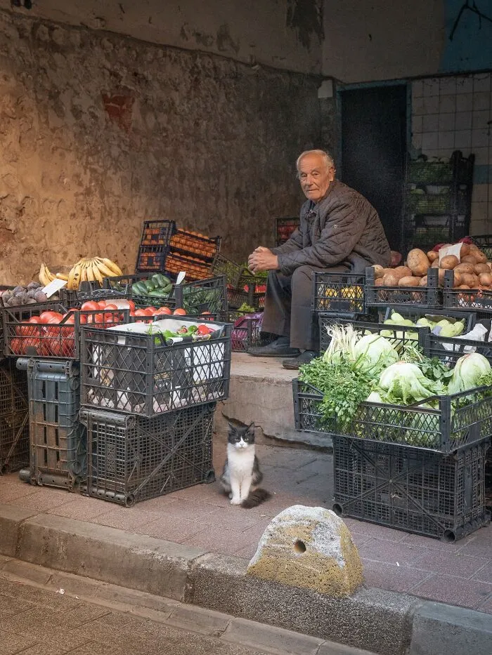 Photographer Focuses On Documenting Stray Cats In Cities; Here Are 30 Of His Latest Shots (New Pics)