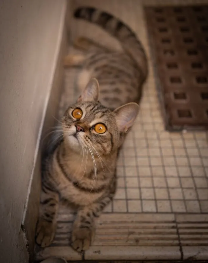 Photographer Focuses On Documenting Stray Cats In Cities; Here Are 30 Of His Latest Shots (New Pics)