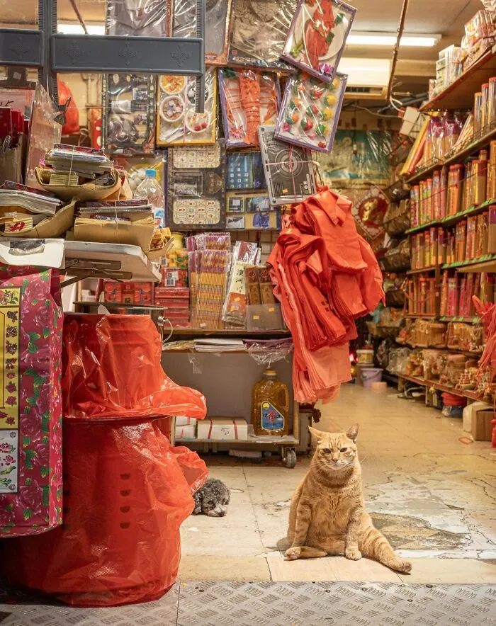 Photographer Focuses On Documenting Stray Cats In Cities; Here Are 30 Of His Latest Shots (New Pics)