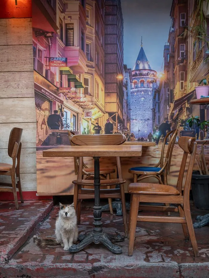 Photographer Focuses On Documenting Stray Cats In Cities; Here Are 30 Of His Latest Shots (New Pics)