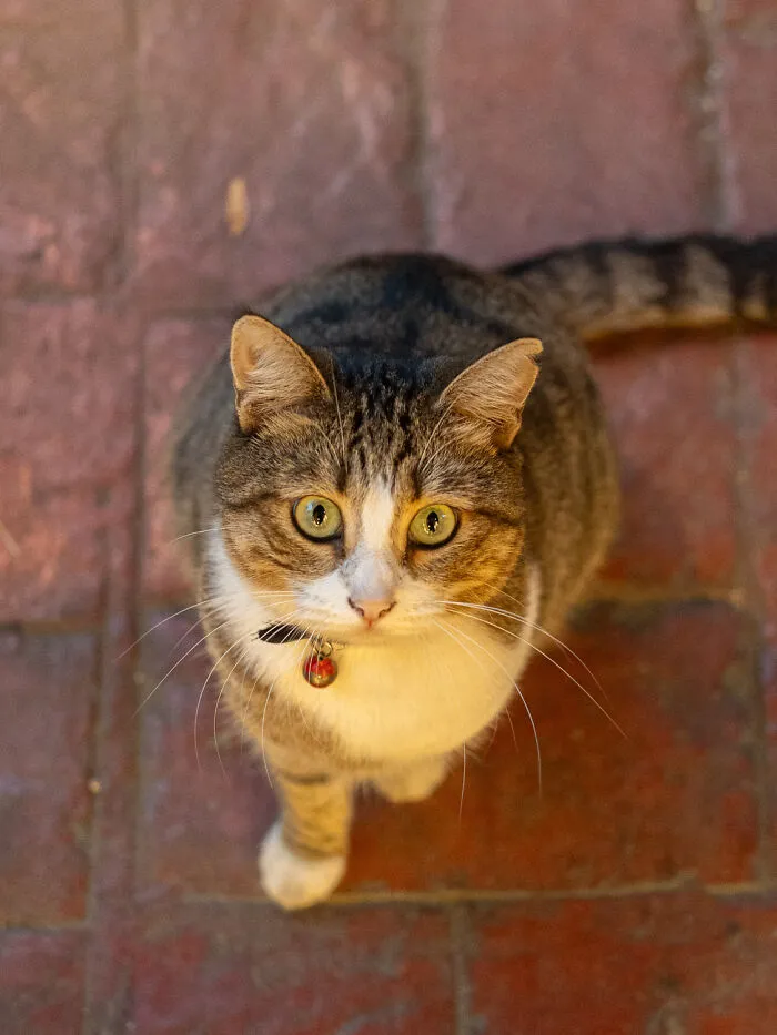 Photographer Focuses On Documenting Stray Cats In Cities; Here Are 30 Of His Latest Shots (New Pics)