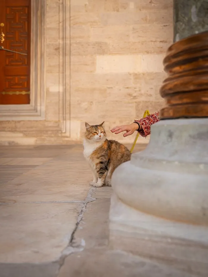 Calico cat adapted to city life in Istanbul near historic architecture as person reaches out to pet it.