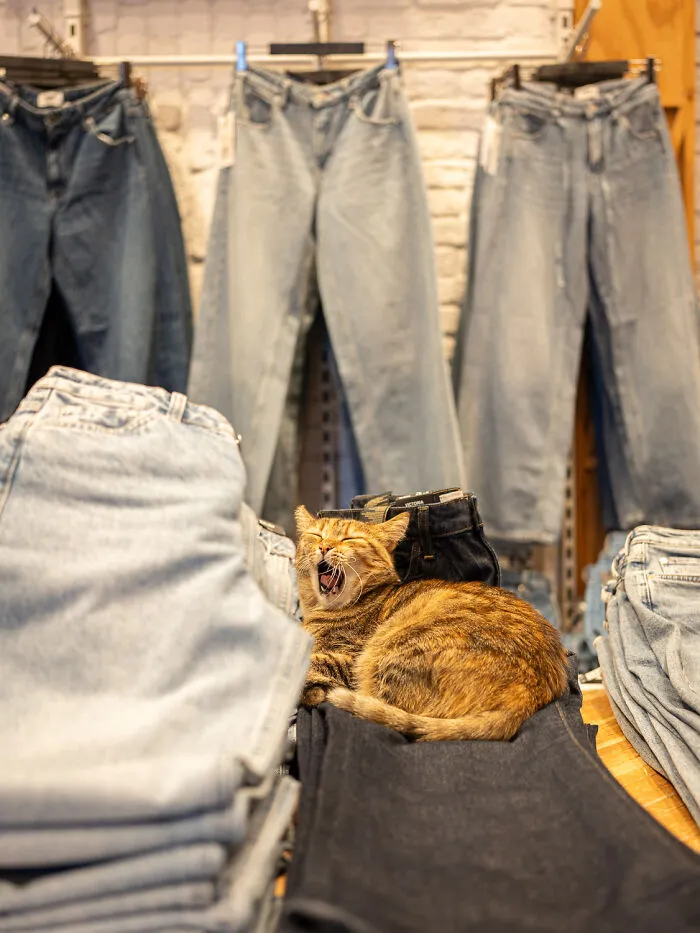 Photographer Focuses On Documenting Stray Cats In Cities; Here Are 30 Of His Latest Shots (New Pics)