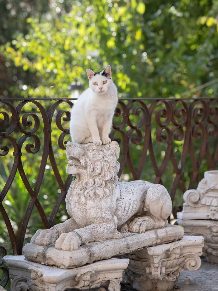 White cat with black spots sitting on a stone lion sculpture, showcasing cats adapted to city life in urban settings.