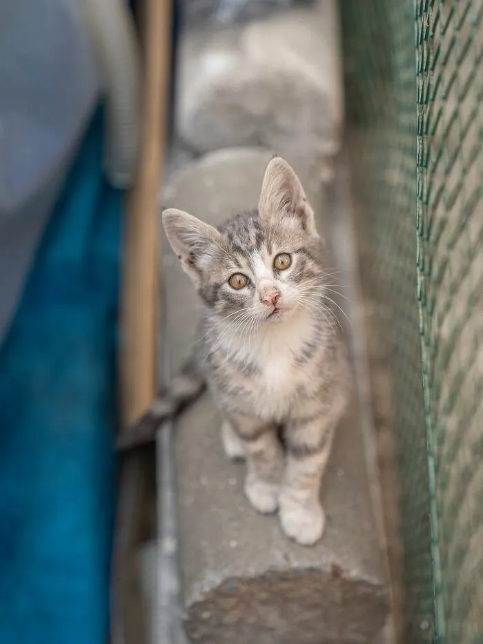 Photographer Focuses On Documenting Stray Cats In Cities; Here Are 30 Of His Latest Shots (New Pics)