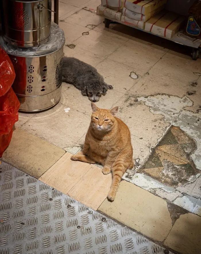 Photographer Focuses On Documenting Stray Cats In Cities; Here Are 30 Of His Latest Shots (New Pics)