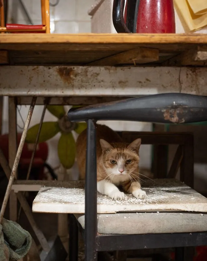 Urban city cat resting on a worn chair cushion under a rustic wooden table in an indoor setting.