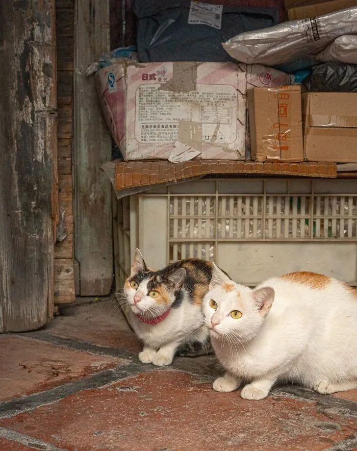 Two city-adapted cats crouch on a tiled floor near stacked boxes in an urban setting, captured by a photographer.